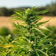 Sky High Exotics
