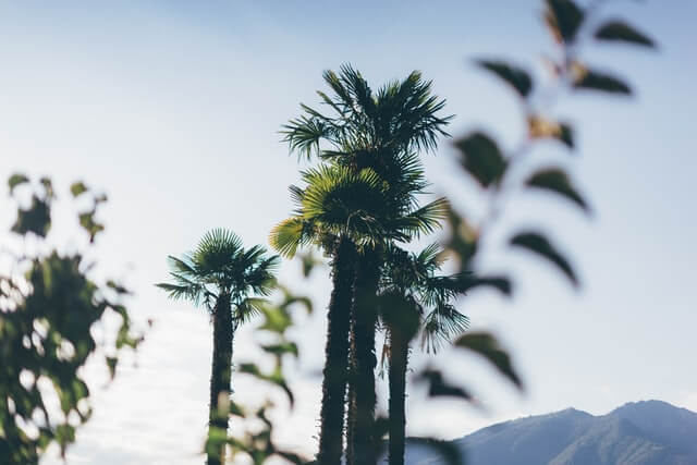 Sky High Exotics