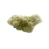 WHITE RHINO - INDICA DOMINANT HYBRID - AAA (28G)
